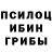 Псилоцибиновые грибы Psilocybe Niyo